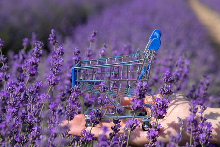 A basket of customers stands in the palm of a woman's hand surrounded by lavender blossoms in a lavender field.の写真素材