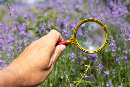 Lavender flowers in the field, hand with magnifying glass. botanicの写真素材