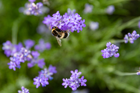 Lavender flowers and bumblebee collecting honey.の写真素材