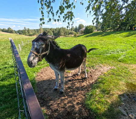 A donkey grazing in the pasture.の写真素材