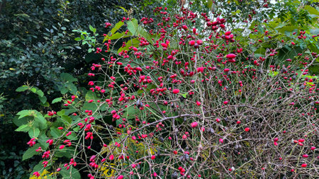 Wild rose, bright red rosehip fruits. fall