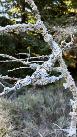 Frozen frost on tree branches in the mountains