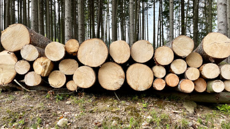 Stacked felled trees at a forest logging site