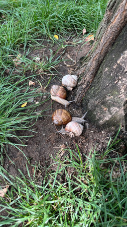 Live grape snails with shells on the ground near a tree trunkの写真素材