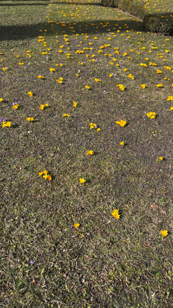 Spring multi-colored purple and yellow crocus flowers on the lawn.の写真素材