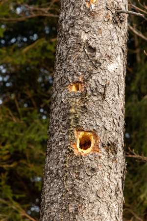 Hollow in a tree trunk, a freshly excavated hollow in a tree trunk in the eastern Sudetes Mountains, Poland.の写真素材