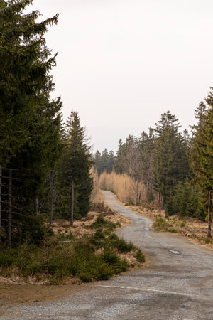 Country road leading through a mountain forest in the eastern Sudetes on the border between Poland...