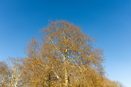 Spring branches of an ancient maple. Spring landscape. Dresden, Germany