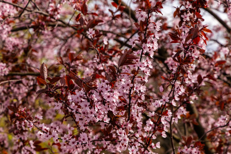 Pink cherry blossom flowers. Floral backgroundの写真素材