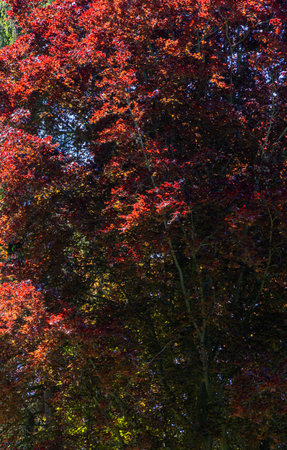 Colorful trees with red and green leaves in the Sudeten Mountains Polandの写真素材