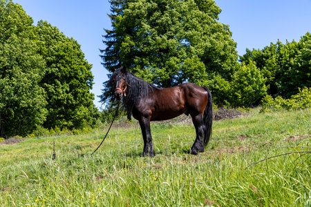 Horse, a large heavy draft horse, grazing on a mountain pastureの写真素材