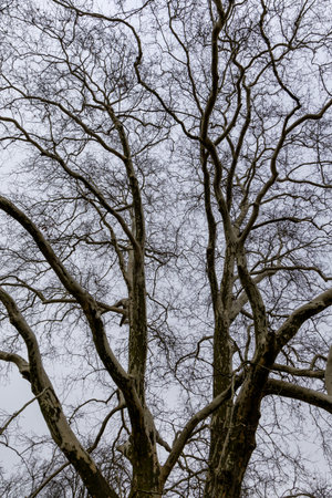 an autumn tree without leaves in cloudy weather