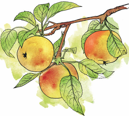 Apple drawing in hand drawn style. hand drawn illustration. Vegetarian food. green leaves. Style watercolor drawing. healthy eating.のイラスト素材
