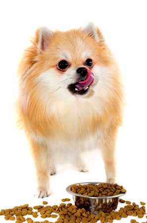 Pomeranian dog with bowl of dry food isolated on white backgroundの写真素材
