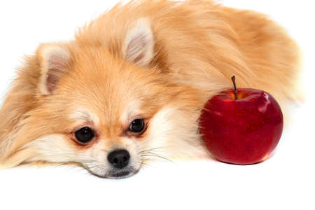 The dog isolate. Pomeranian with an apple on a white background. Dog foodの写真素材