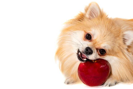 The dog isolate. Pomeranian with an apple on a white background. Dog foodの写真素材