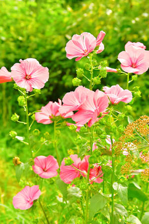 Petunia. Crimson colorful blooming new petunia flowers. Flowers on a sunny summer day.の写真素材
