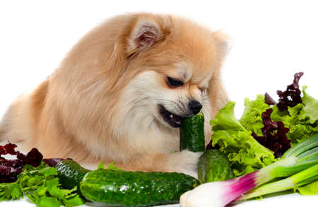 The dog eats vegetables, cucumbers, salad, onions. Pomeranian. Healthy food for dogs and pets. Animal feedの写真素材