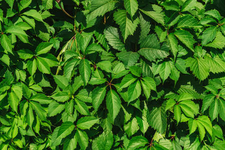 Background from green leaves. Wild grapes. Flora. Leavesの写真素材