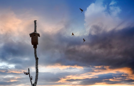Birdhouse for birds on the background of a cloudy dark sky. Bird houseの写真素材