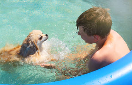 A dog with a boy bathe in the pool on a summer sunny day. Pomeranianの写真素材