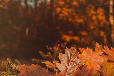 Background from autumn foliage and sunny bokeh. Autumn. Leaves of different colorsの写真素材