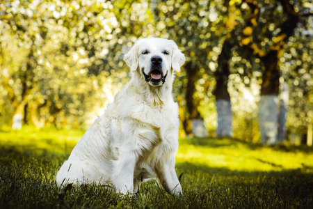 Young ritweaver on a walk in the park on a sunny summer day. Large breed dog in nature