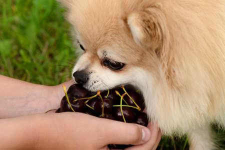 Pomeranian eats berries from the boy's hands. Healthy dog foodの写真素材
