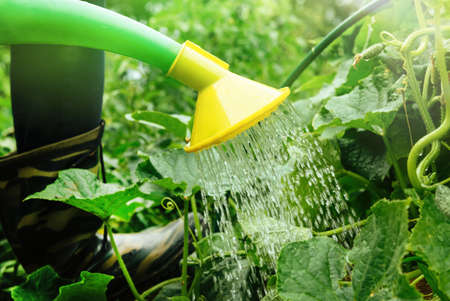A hand with a watering can waters the borage. Growing and caring for cucumbers