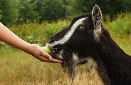 A hand feeds an apple to a domestic goat. Pet feedingの写真素材