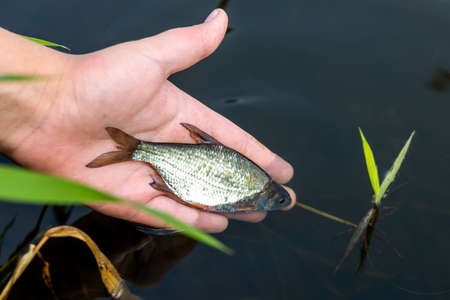 The hand of a young man releases the caught fish into the river, pond, lakeの写真素材