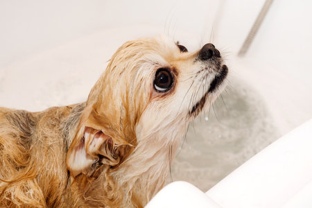 Pomeranian takes a shower and washes up. The spitz stands submissively under the pressure of the water. The dog is bathedの写真素材