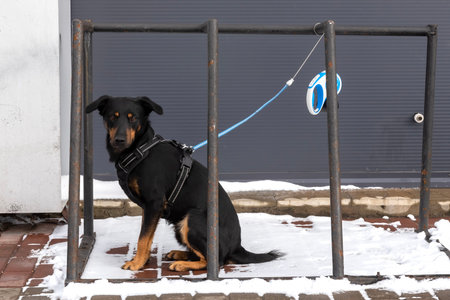 A dog on a leash is waiting for the owner at the supermarket. dog on a leashの写真素材