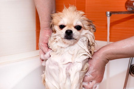 Pomeranian takes a shower. Spitz in the bathroom in soapy foamの写真素材