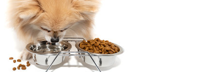 Pomeranian eats dog food and drinks water from a metal bowl on a white background. website bannerの写真素材