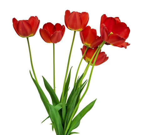 Red tulips on a white background. Flower Bouquet Isolateの写真素材