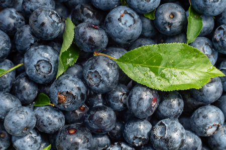 Background of blueberries with green leaves close-up. blueberry. texture from berriesの写真素材