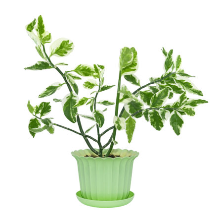 Houseplant in a green pot on a white background. exotic plantsの写真素材