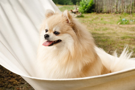 The dog breed pomeranian spitz. Red dog sitting in spring green grass on the background of an orange hammockの写真素材