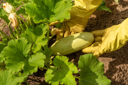 Hands in rubber gloves hold zucchini grown in the garden, pumpkin. Nightshade plants or cropsの写真素材