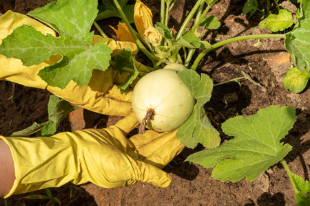 Hands in rubber gloves hold zucchini grown in the garden, pumpkin. Nightshade plants or cropsの写真素材