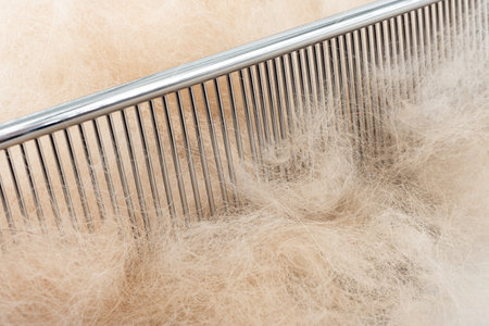 Dog hair on a comb close-up. Pet careの写真素材