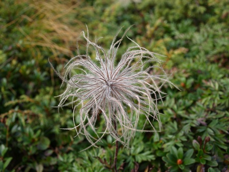 cute white plant on the background of green grass. shallow field of depth