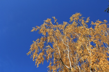 Crown of Autumn  trees on blue sky backgroundの写真素材