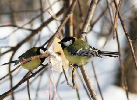 Tomtit  sitting  on a branchの写真素材