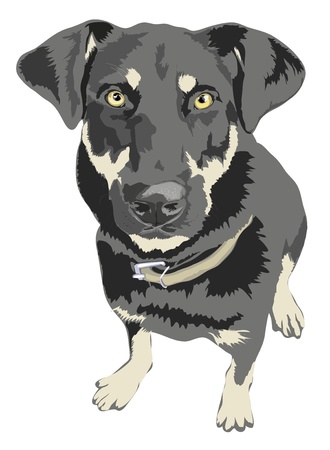 Angry looking dog 5100x6954. のイラスト素材