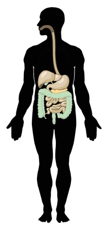 Vector illustration of digestive system. Separate layersのイラスト素材