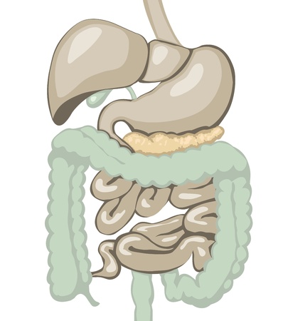 illustration of digestive system  Separate layersのイラスト素材