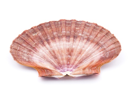 Sea shell isolated on white background  Close upの写真素材