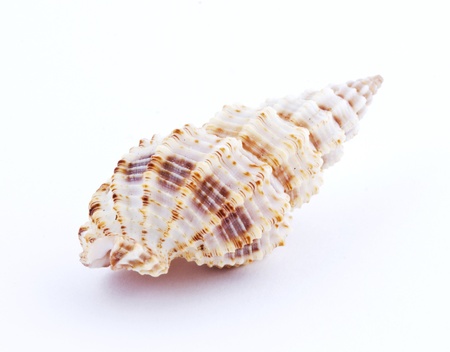 Sea shell isolated on white background  Close up